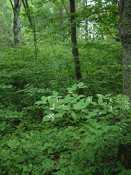 DSCF0686_hp.jpg 190��253 27K